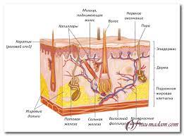 Үс хуйх арчлах SO5141-11-02-201